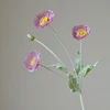 VIOLA CHIARO