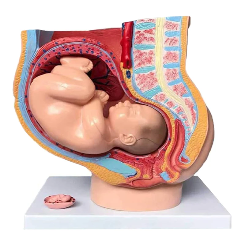 Female Pelvis Anatomy Model Reproductive System Uterus Model for Obstetrics and Gynecology Teaching
