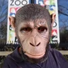 Marrone