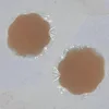Fiore di pruno comune marrone chiaro