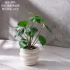 Bonsái de césped con pantalla verde