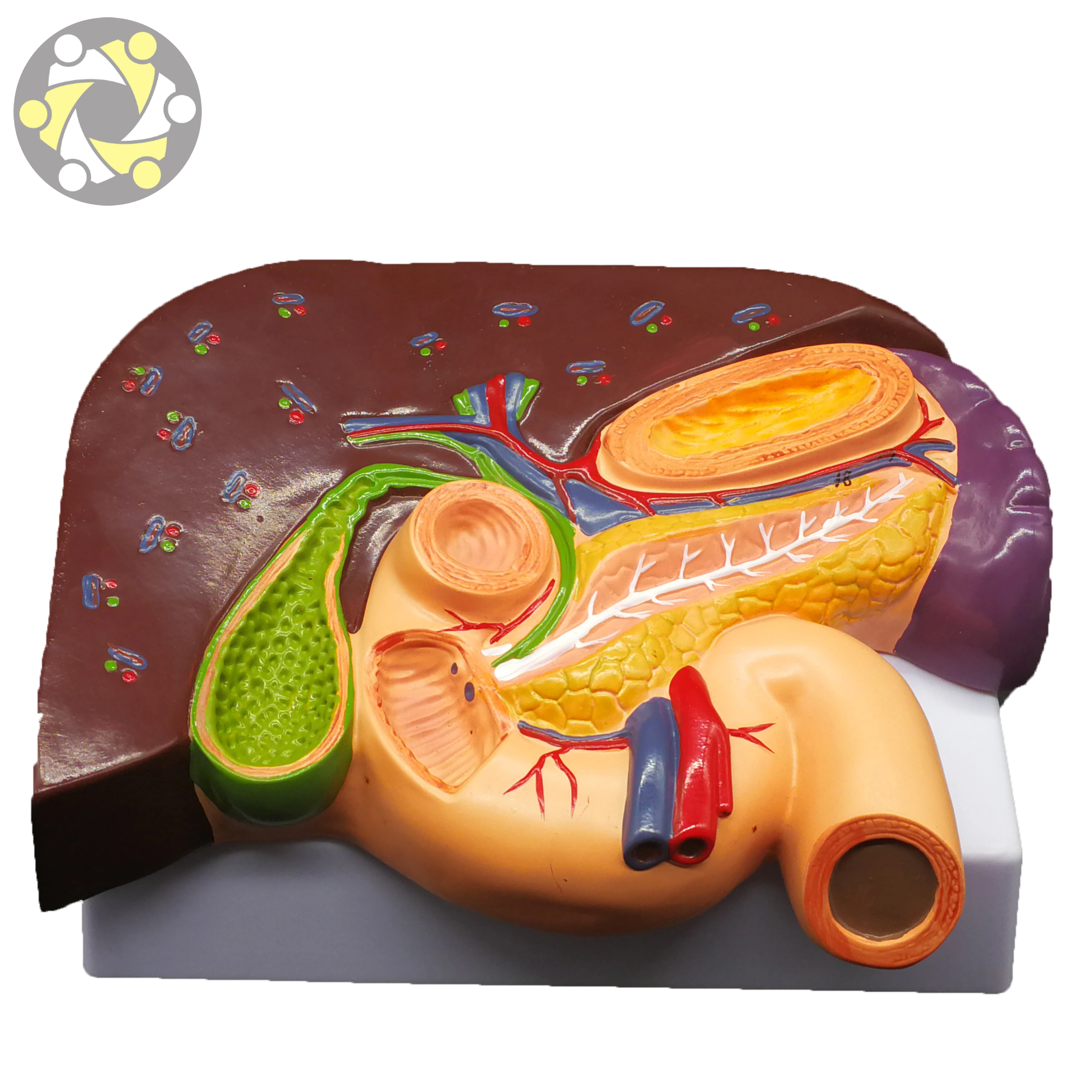 Science Medical Teaching Liver Pathology Model With Duodenum Stomach