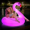 The flamingo swimming circle