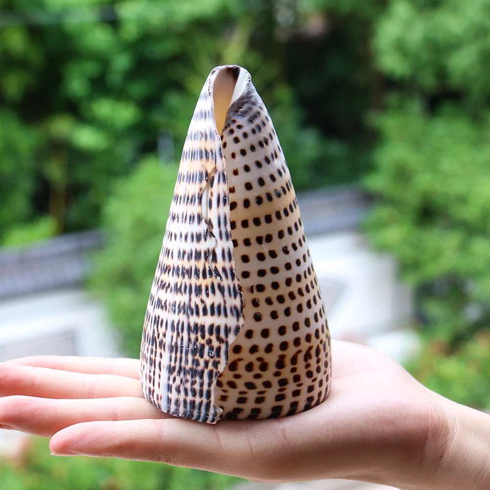 Natural Black Corn Conch Sea Shell - Perfect for Decor