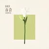 LILY