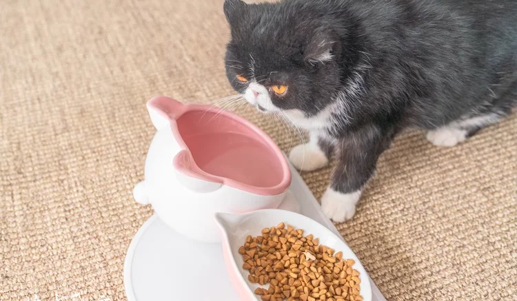 Wholesale Best Seller Eco-Friendly Cat Bowl Chubby Cute Pet Food Water Bowl Raised Design for Cats details