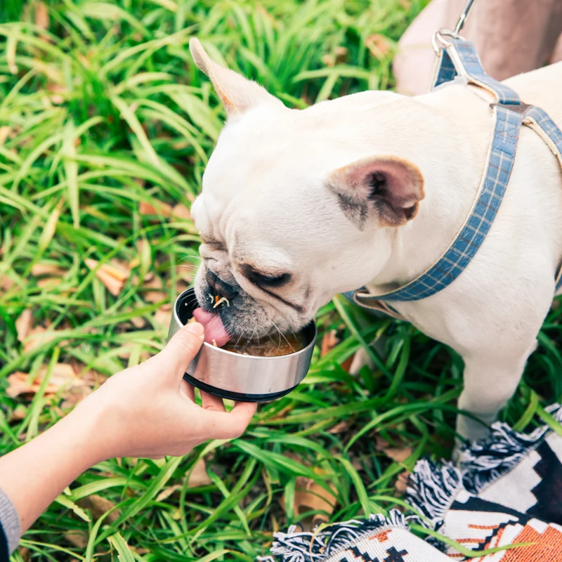 insulated outdoor dog water bowl