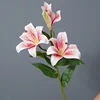 Blanc Rose Rouge