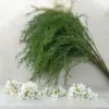 Asparagus (asparagus officinalis) 100cm