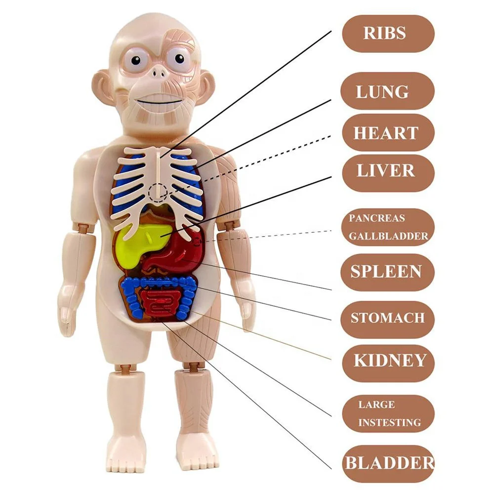 STEM Science Educational Toy Human Body Organs Model DIY Assembled 3D Torso Organ Kit Simulate Medical B Ultrasound Labs Toy