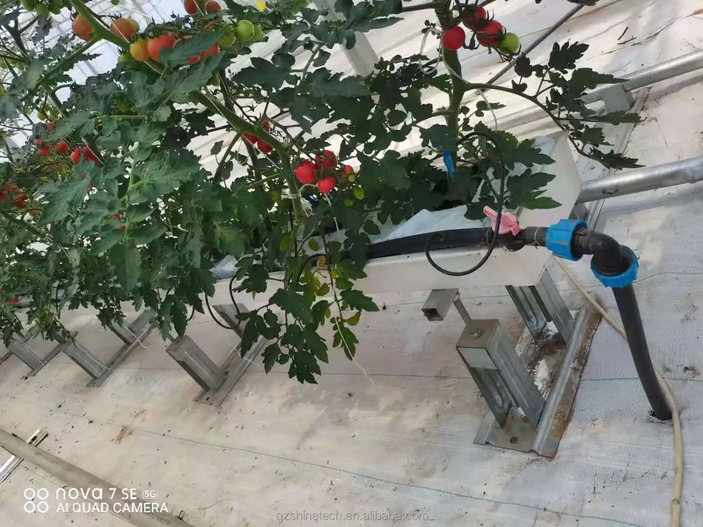 natural ventilation greenhouse