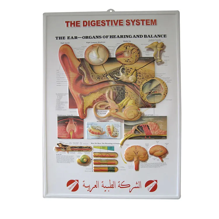 
3D образовательные медицинские Обучающие настенные таблицы по анатомии людей и легких, 3d медицинский плакат 