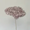 Lilla Viola/Pezzo