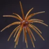 C005
