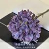 Ortensia ottilica viola scuro