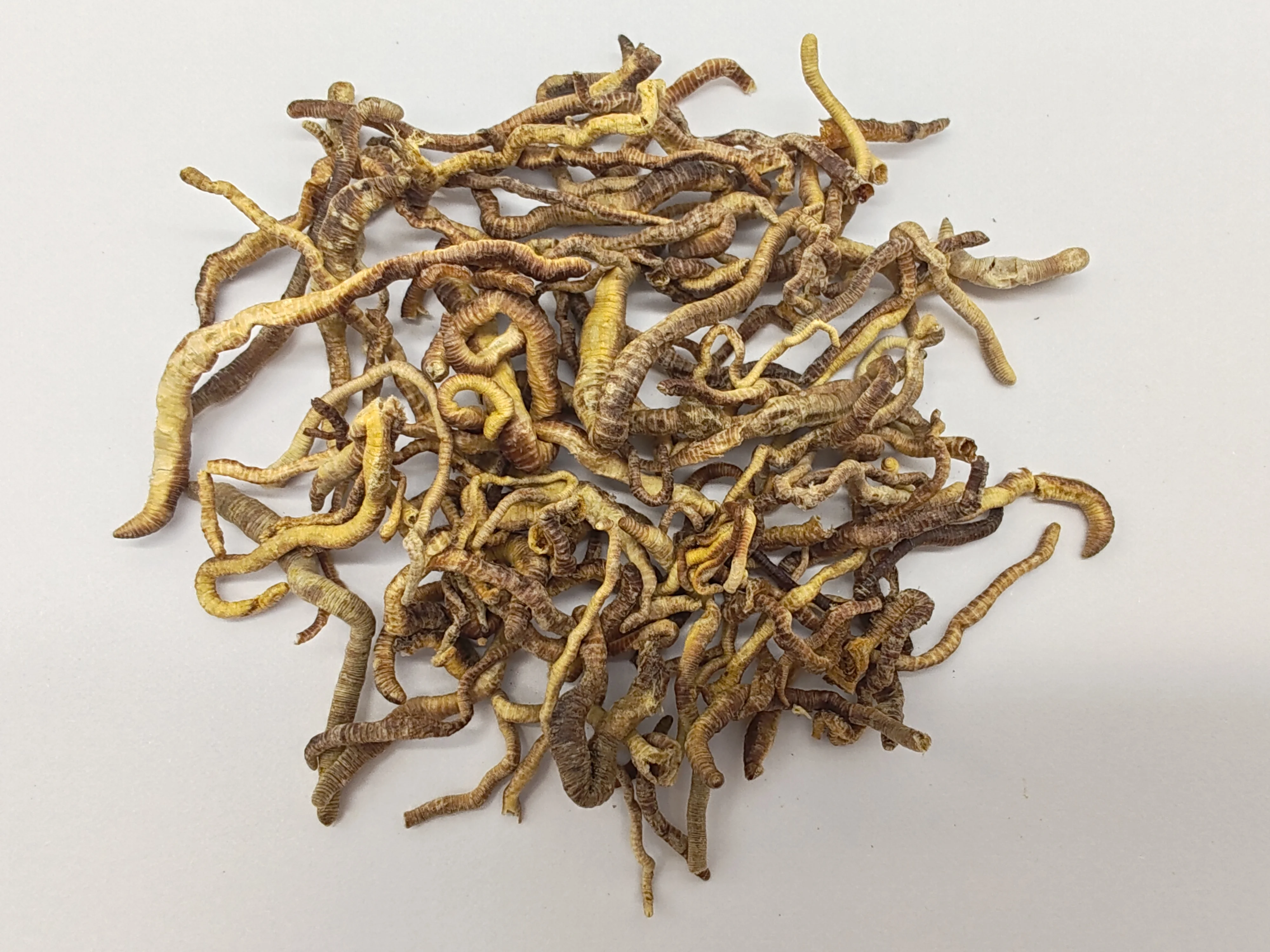 Support Customized High-nutrient and High-protein Freeze Dried Earthworm for Fish