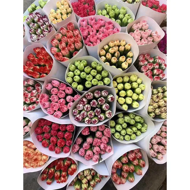60cm length colorful carnation with green leaf for flowers shop