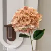 ไฮเดรนเยียของเบลล่า