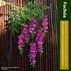 2 branches of purple-red color