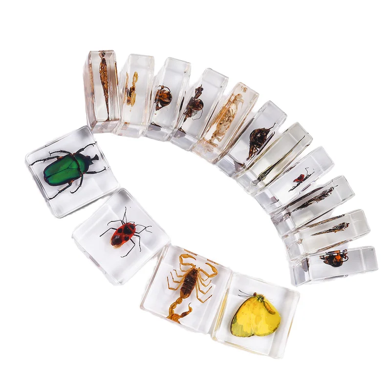 Insect in Resin Specimen Bugs Collection Paperweights Arachnid Resin Specimen Insect Specimen Bug Preserved in Resin for Kids
