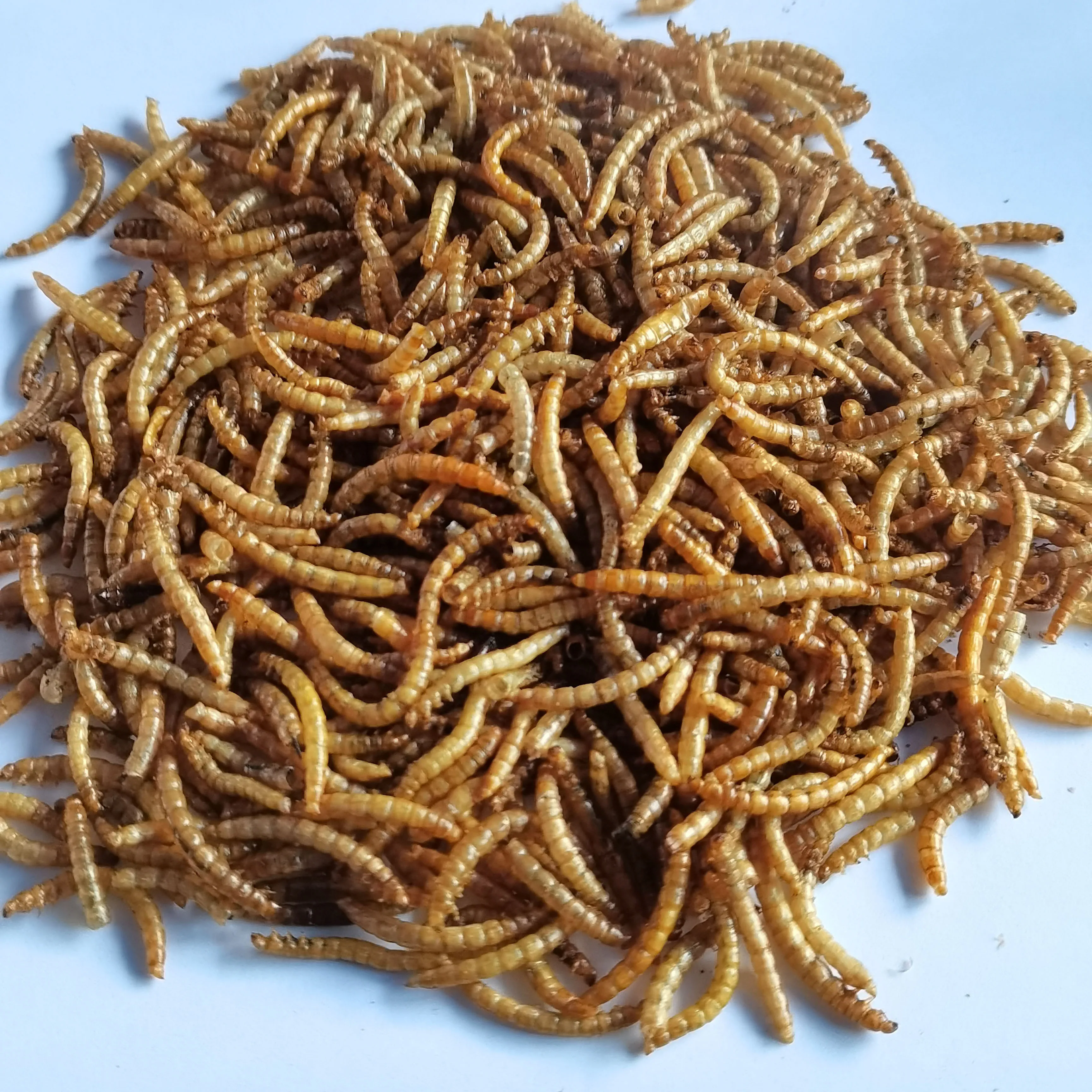 Dry Yellow Mealworms In 2023 Are Cheap And Highquality Cat And Turtle Food Buy Dry Yellow