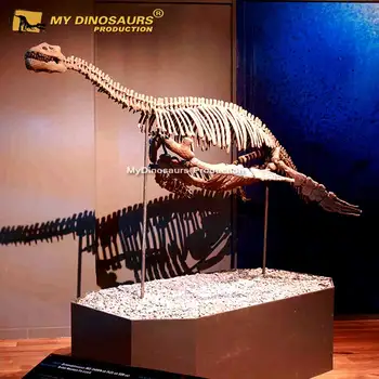 竜骨【中】恐竜 化石 詳細不明 竜骨【中】恐竜 化石 詳細不明 希少なケラトサウルスの化石、45