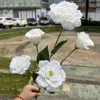 5 heads platycodon white
