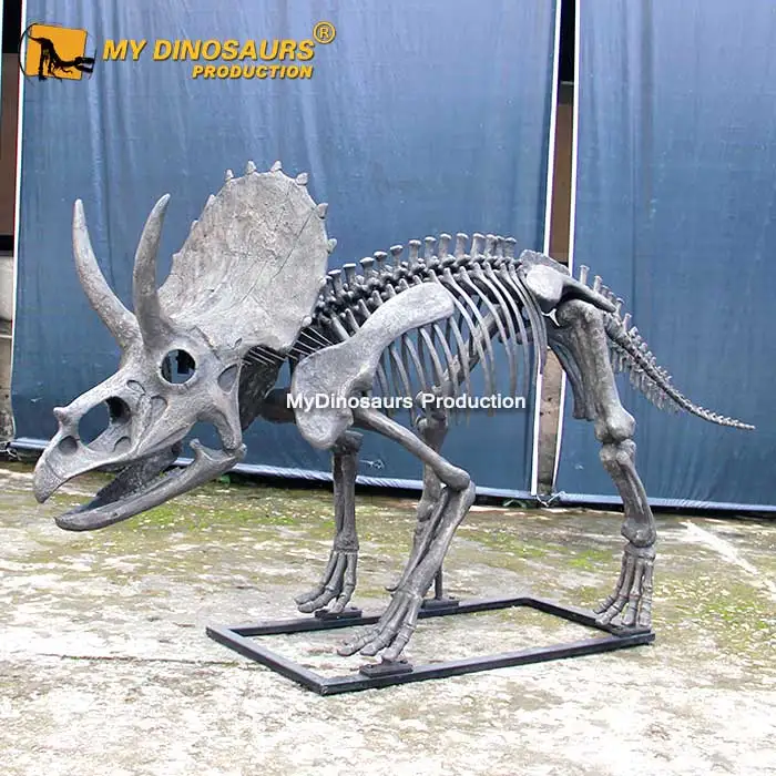 My DinoXJ195リアルサイズ恐竜スケルトントリケラトプス像
