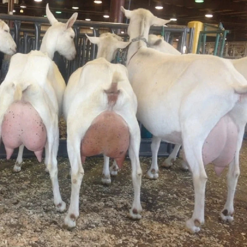 HIGH MILKING WHITE SAANEN GOAT FOR EXPORT KUWAIT, LEBANON