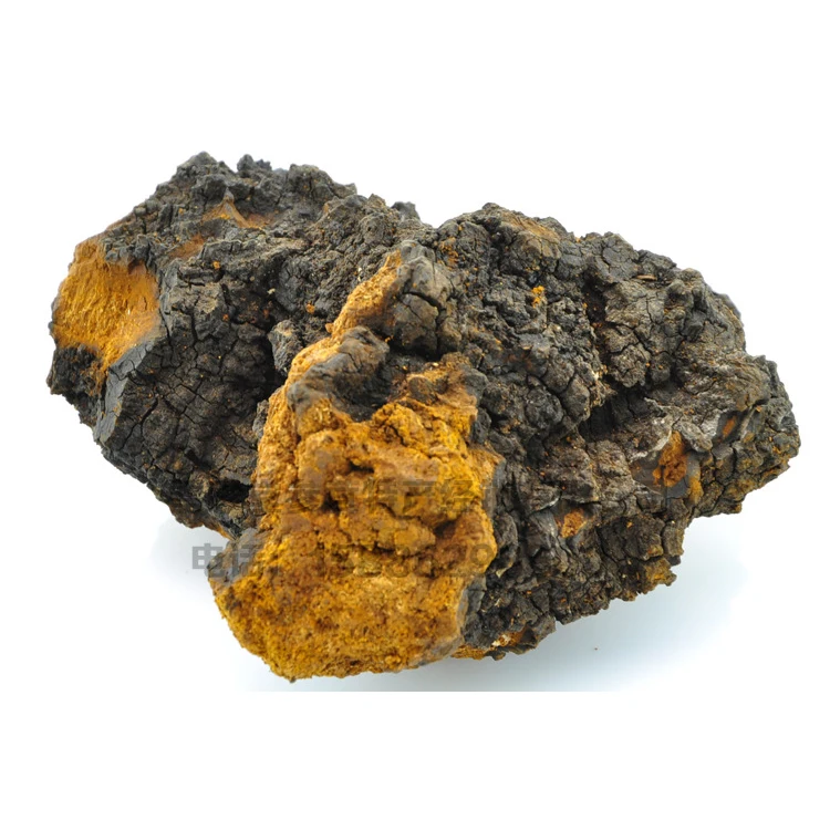 best price superior quality chaga mushroom extract organic chaga