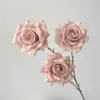 แชมเปญ