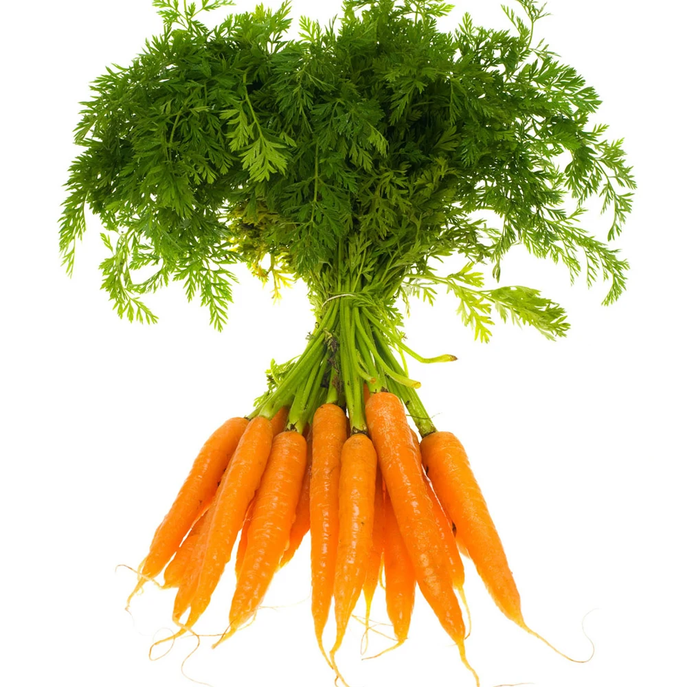food supplier fresh carrots best price carrots new crop fresh