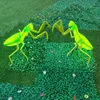 mantis