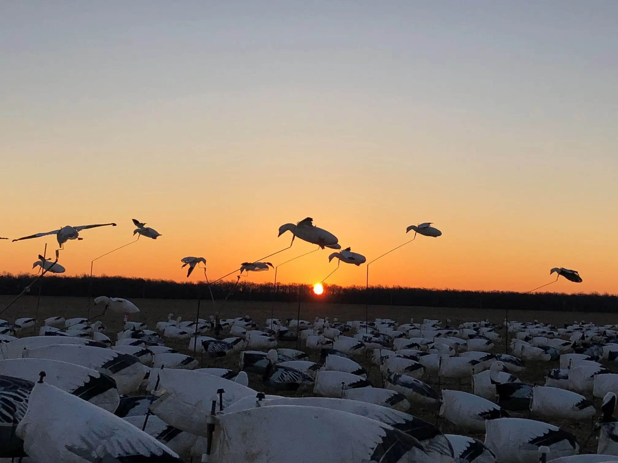 Pinkfoot Goose Decoys- Very Effective And Realistic Used By Pros For