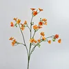 Arancione