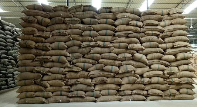  Промышленные зеленые кофейные зерна robusta цена за