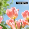 tulip