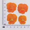 Arancione