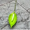 Piccola vela verde