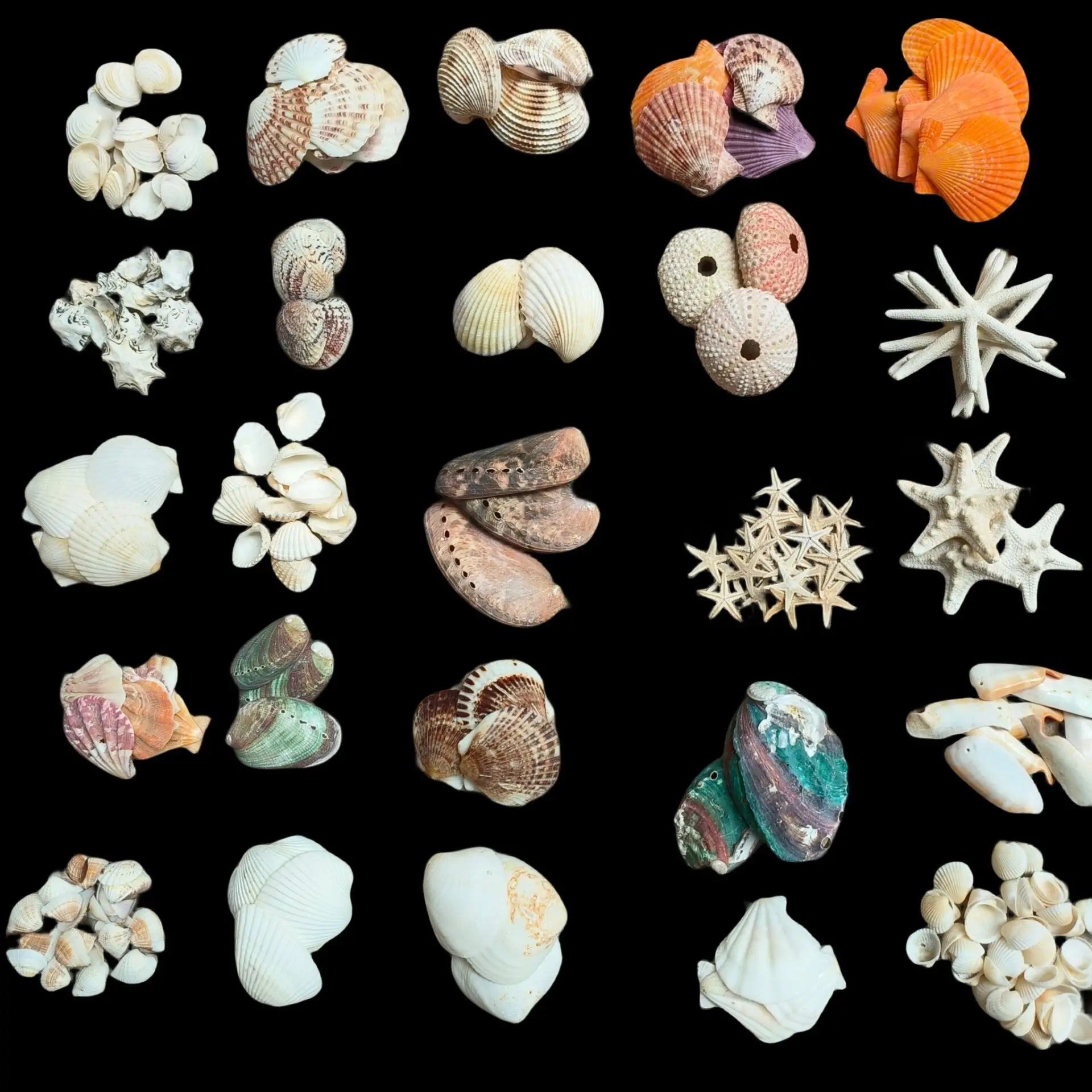 1-2 cm Natural Mini Small Sea Conch Shells for Crafts Wedding Decor Beach Theme Party Fish Tank and Vase Filler Home Decor