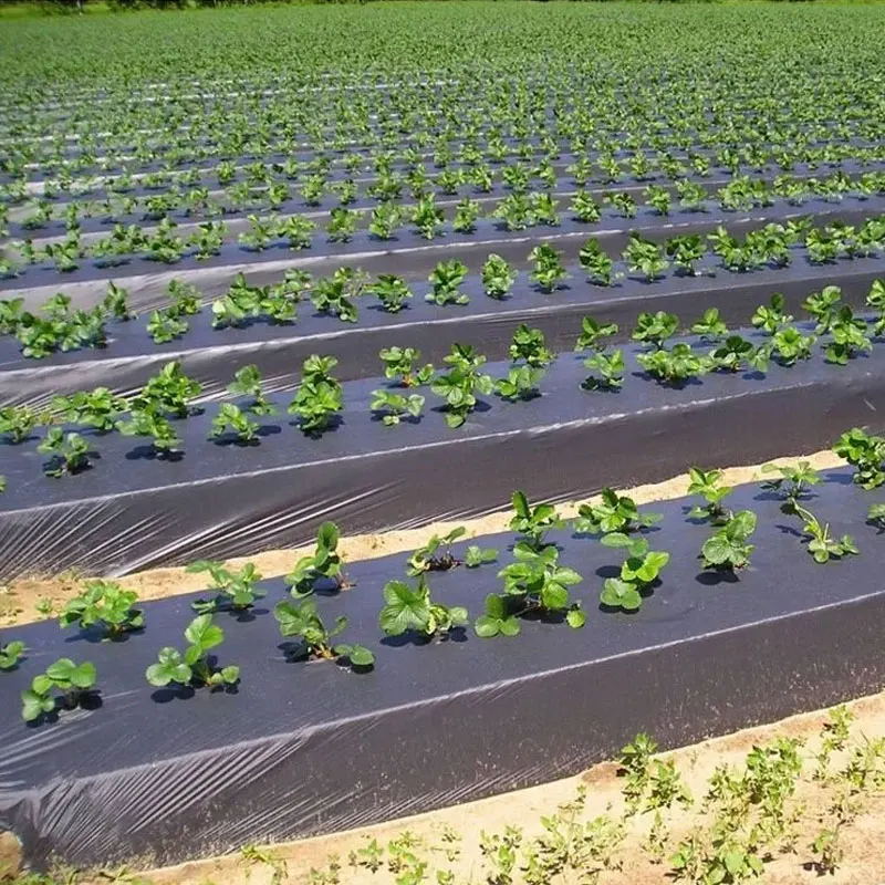 Черная многослойная пленка сельскохозяйственная