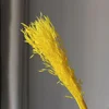 สีเหลือง