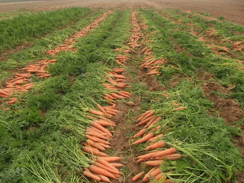 Freeze Dried Carrot Dices Wholesale Bulk - Natural & No Additives Hd5490caa816f496fa15be1bb4d962637k