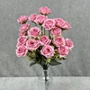 Rosa rosa