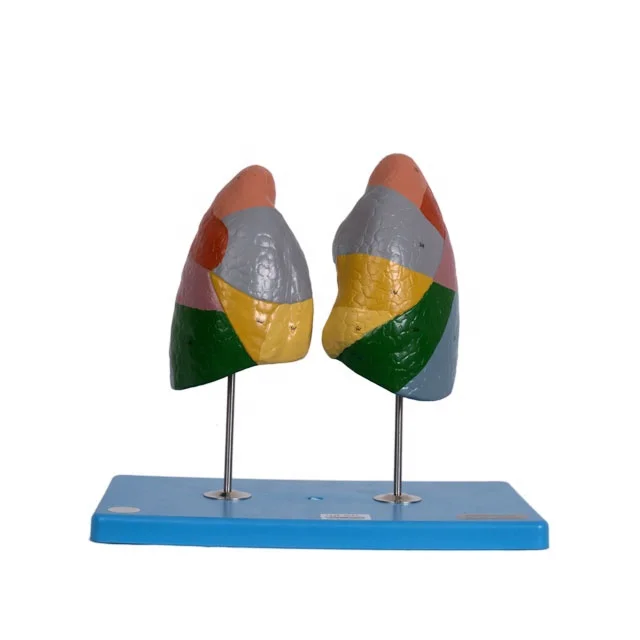 GD/A13010 General Doctor Human Anatomical Lung Segments Model