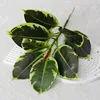 (Rubber tree short branches, 18cm, with yellow edges)