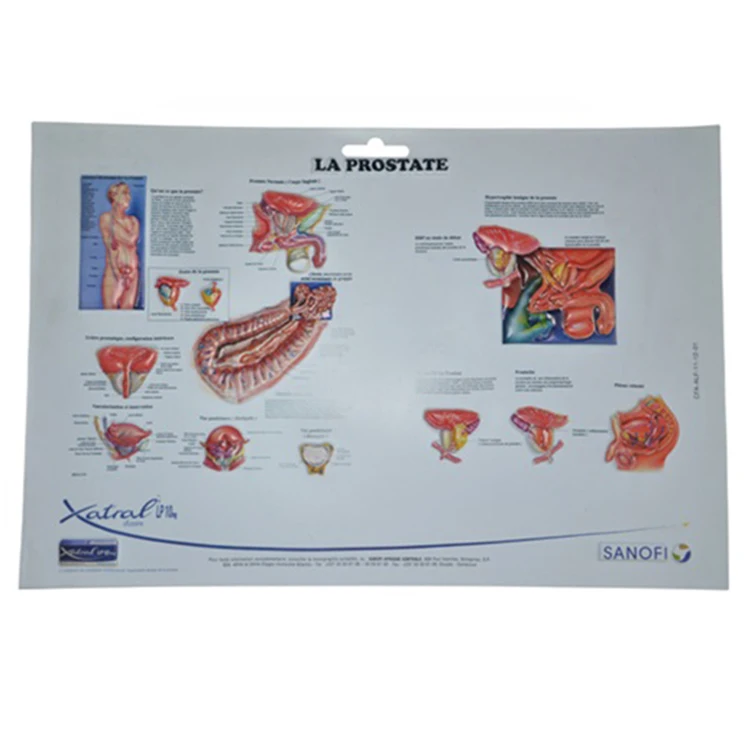 Promotional 3d Digestive System Medical Poster 3d Anatomy Wall Chart Poster