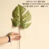 DY1-2231 Green