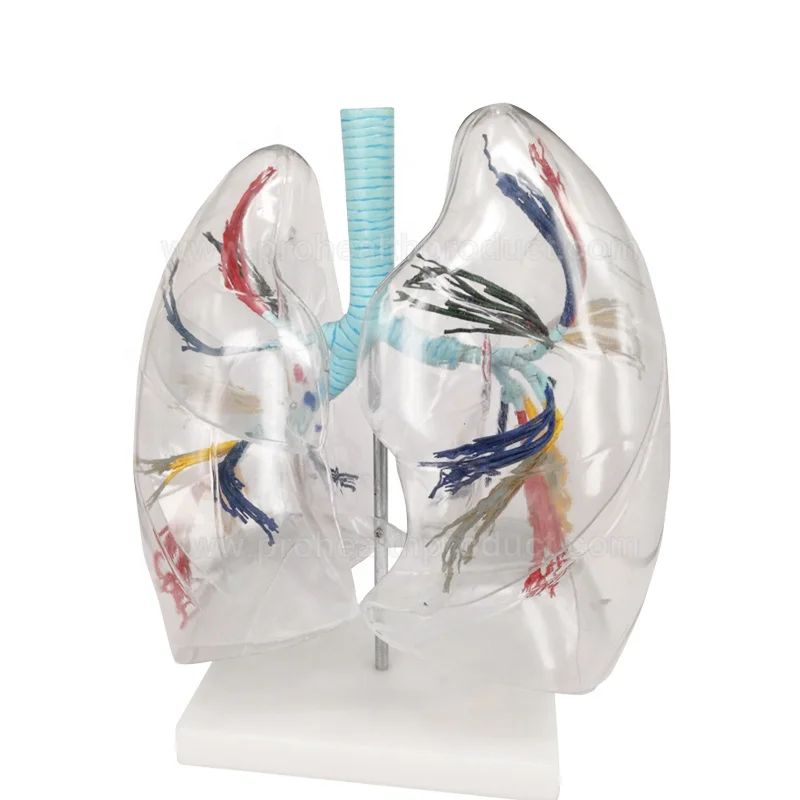 Transparent Human Lung Model for Teaching