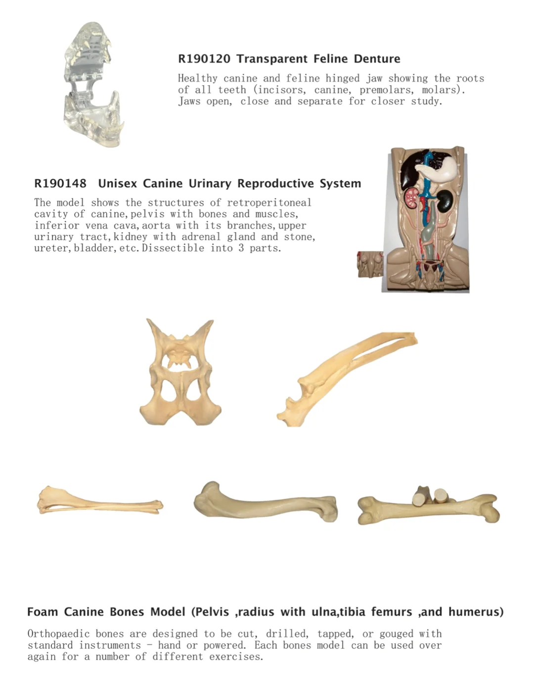 feline skeleton